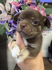 Chihuahua kutsikad müügil (4 foto / 8)