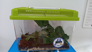 Annam pulgaliigid (Medauroidea extradentat) (2 foto / 2)