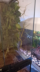 Annam pulgaliigid (Medauroidea extradentat) (1 foto / 2)