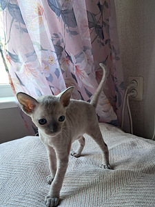 Котята Cornish Rex (6 foto / 9)