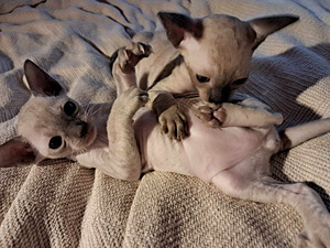 Котята Cornish Rex (9 foto / 9)