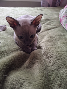 Cornish Rex котенок (9 фото из 9)