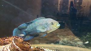 Tsihlasoom kaheksaribaline (2 foto / 5)