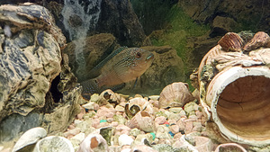Kaheksaribaline tsiklasooma (2 foto / 5)