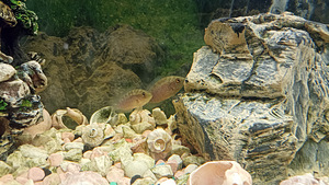 Kaheksaribaline tsiklasooma (3 foto / 5)