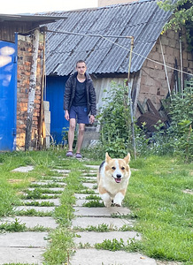Walesi corgi pembroke (3 foto / 8)