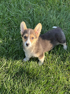 Velsh corgi pembroke (3 foto / 8)