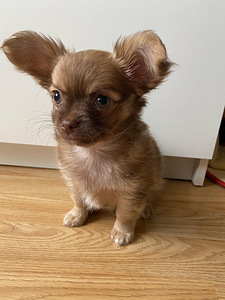 Chihuahua kutsikas (3 foto / 5)