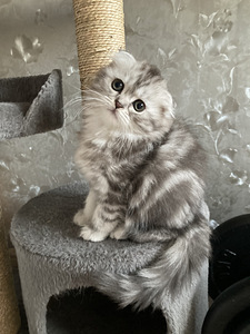 Scottish Fold kiisupoeg (1 foto / 3)