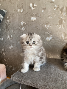 Scottish Fold kiisupoeg (2 foto / 3)