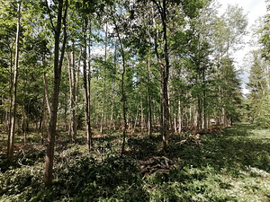 Krundide puhastamine. (4 foto / 6)