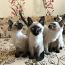 Прекрасные тайские котята (фото #1)
