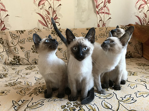 Armsad Tai kassipojad (1 foto / 10)