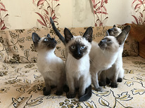 Прекрасные тайские котята
