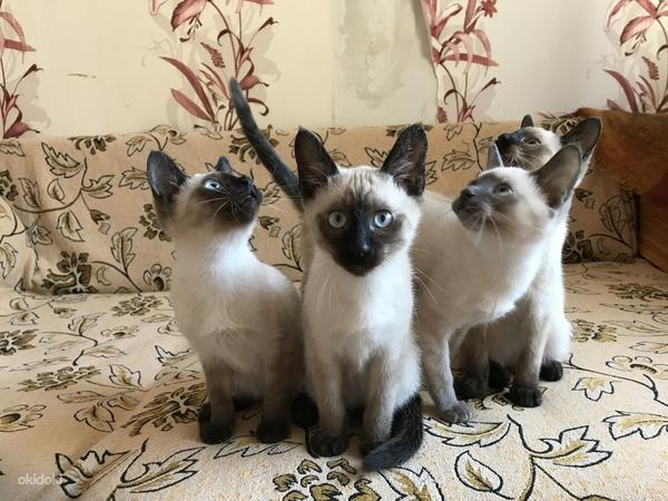 Прекрасные тайские котята (фото #1)