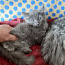 Müüa tõu Siberi kassid. Neva Masquarade (foto #3)
