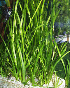 Vallisneria, sarvik, veesõnajalad ja muud taimed (2 foto / 7)