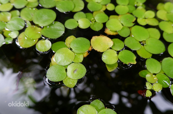 Vallisneria, sarvik, veesõnajalad ja muud taimed