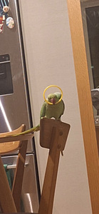 Kaks isast kaelust otsivad uut kodu! (5 foto / 10)