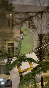 Kaks isast kaelust otsivad uut kodu! (8 foto / 10)