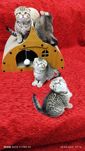 Продаются котята шотландские