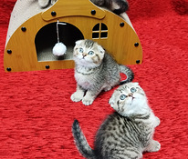 Продаются котята шотландские