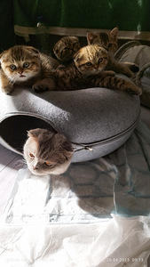 Продам Шотландских котят (1 фото из 3)