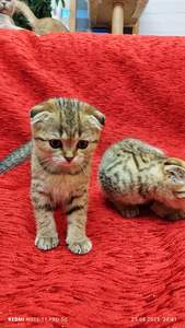 Продам шотландских котят (3 фото из 9)