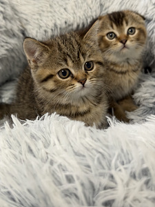 Продам шотландских котят. (6 фото из 9)