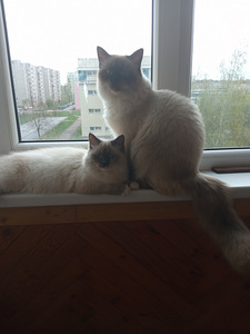 Neva maskeraadi kassipojad (3 foto / 3)