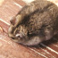Djungaria hamster (foto #3)