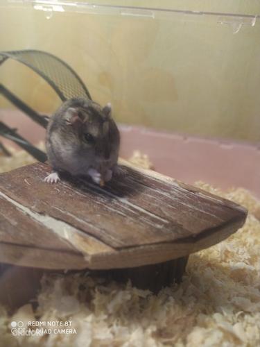 Djungaria hamster (foto #4)