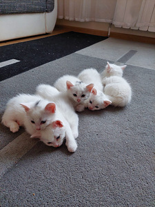 Котята под Тарту. (1 фото из 4)