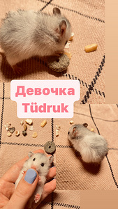 Сирийские хомячки (3 фото из 3)