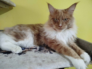Punane Maine Coon paaritamiseks (1 foto / 1)