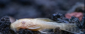 Ancistrus albinos (1 foto / 1)