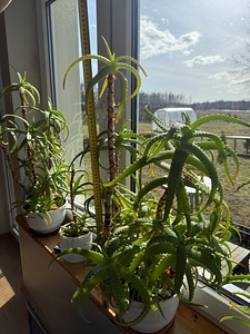 Aloe vera puu (1 foto / 3)