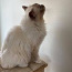 Ваш дом ищет священного бирманского котенка (фото #2)