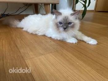 Ваш дом ищет священного бирманского котенка (фото #3)