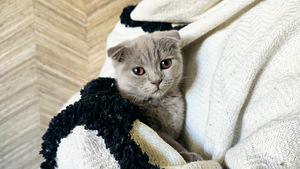 Scottish fold kassipoeg (1 foto / 4)