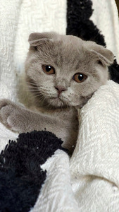 Scottish fold kassipoeg (4 foto / 4)