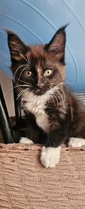 Kassipoeg Maine Coon (3 foto / 9)