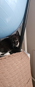 Kassipoeg Maine Coon (4 foto / 9)