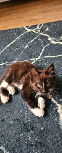 Kassipoeg Maine Coon (9 foto / 9)