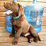 Шоколадный щенок Лабрадор ретривер (фото #3)