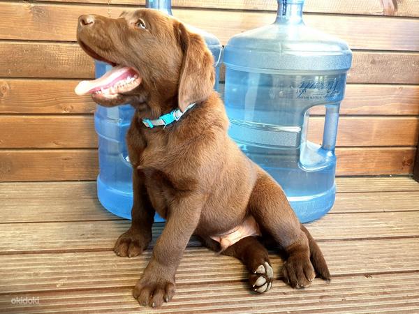 Шоколадный щенок Лабрадор ретривер (фото #3)