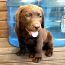 Шоколадный щенок Лабрадор ретривер (фото #4)