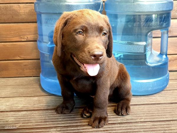 Шоколадный щенок Лабрадор ретривер (фото #4)