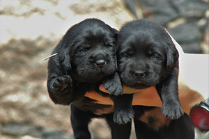 Labradori retriiveri kutsikad (3 foto / 10)