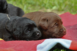 Labradori retriiveri kutsikad (4 foto / 10)